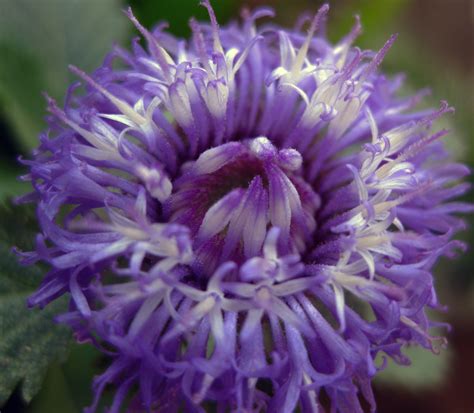 Dongar Jeera / डोंगर जीरा / Vernonia anthelmintica (L.) Willd – OOO Farms