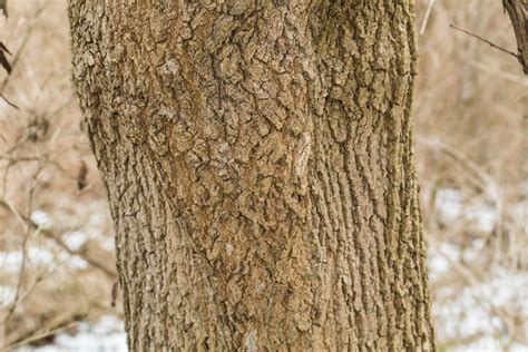 Image result for What Is Box Elder Tree