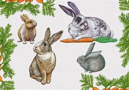 Image result for Bunny Rabbit Illustrations