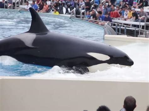 Pregnant supermodel Marisa Miller takes on SeaWorld naked | news.com.au ...