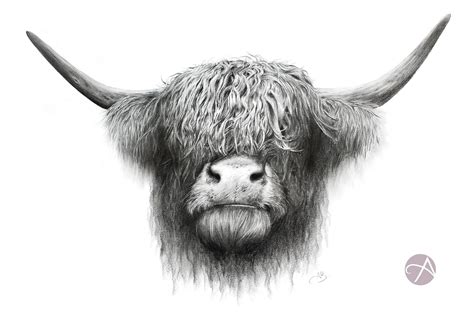 Highland Cow Pencil Drawing - Etsy