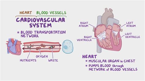 Image result for Cardiac System Explained Simple Beginners
