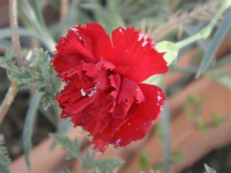 karanfil - Page 19 - agaclar.net