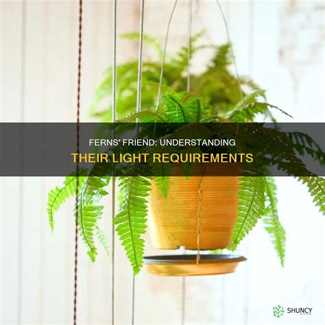 Ferns' Friend: Understanding Their Light Requirements | ShunCy
