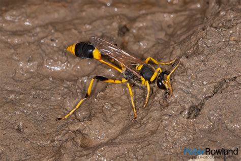 Mud Dauber Wasp - Peter Rowland Photographer & Writer