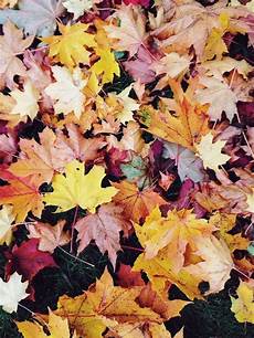 Iphone Vsco Fall Backgrounds by Johanfredrikson Vsco Grid Iphone Bakgrunder Bilder Iphone Vsco Fall Backgrounds