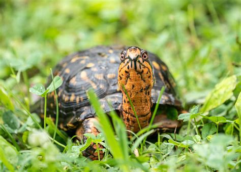 Image result for Biggest Box Turtle