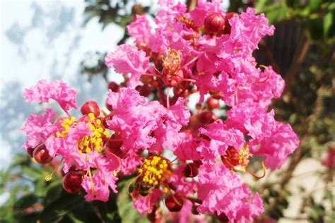 Dwarf Crape Myrtle Plant Care And Growing Guide | Plantly