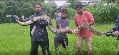 Image result for What a 15 Foot Python Can Do