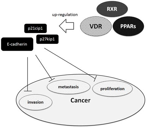 Peroxisome Proliferator-Activated Receptor and Vitamin D Receptor ...