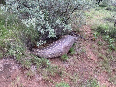 Image result for Python's Meal