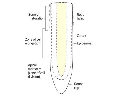 1: Botany - Biology LibreTexts