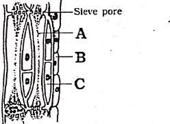 Refer to the accompanying figures and identify the types of simple ...