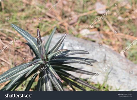 Euphorbia Lathyris Gopher Spurge Green Plant Stock Photo 1068372803 | Shutterstock