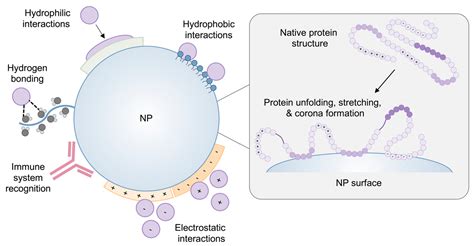 Nanotherapeutic and Nano–Bio Interface for Regeneration and Healing