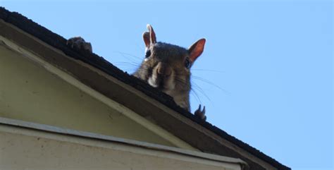 5 Easy Tips for Squirrel Control - Pro Trap Blog