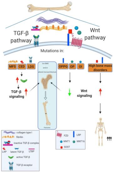 Deciphering the Relevance of Bone ECM Signaling