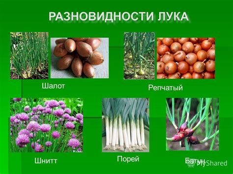 Разновидности и виды лука: названия с фото и описанием
