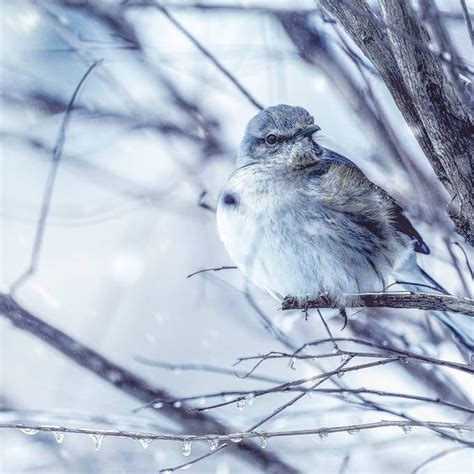 Image result for Bird Addiction Animation