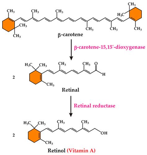 Carotenoids in Cereal Food Crops: Composition and Retention throughout ...