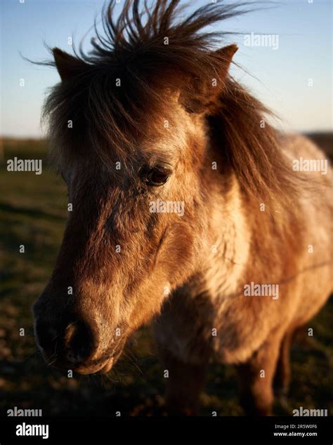 A small chestnut horse stands in a sun-soaked grassy field, its mane ...