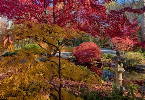 Where to See Thousands of Japanese Maple Trees in Georgia | Explore Georgia