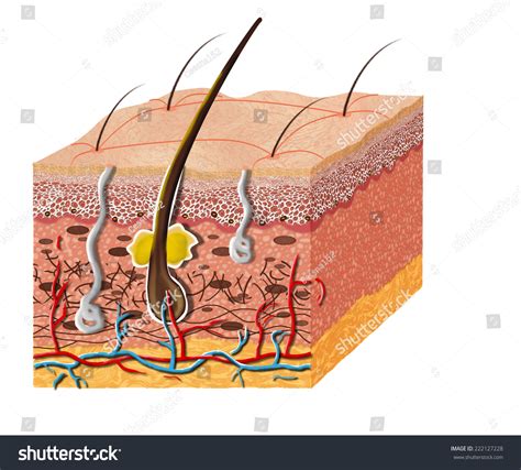 Human Skin Diagram Without Labels