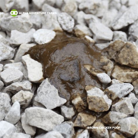 Image result for Types of Chicken Poop