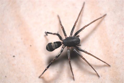 Gallery – Araneae of India
