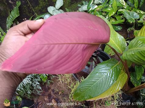 Red Shaded Calathea lutea Plant For Sale In India | Online plant nursery