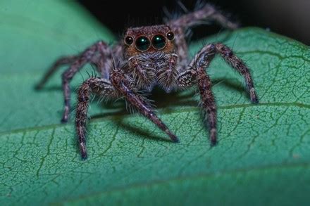 Image result for Spider Species Classification Using Machine Learning