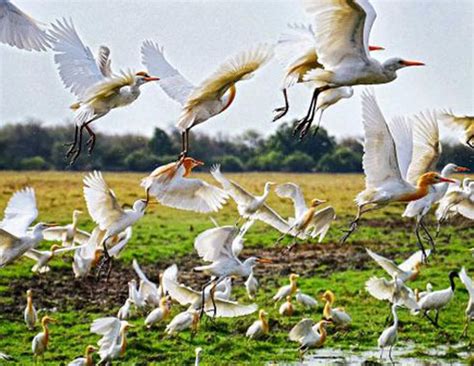 Top 10 Bird Sanctuaries of India - lifeberrys.com