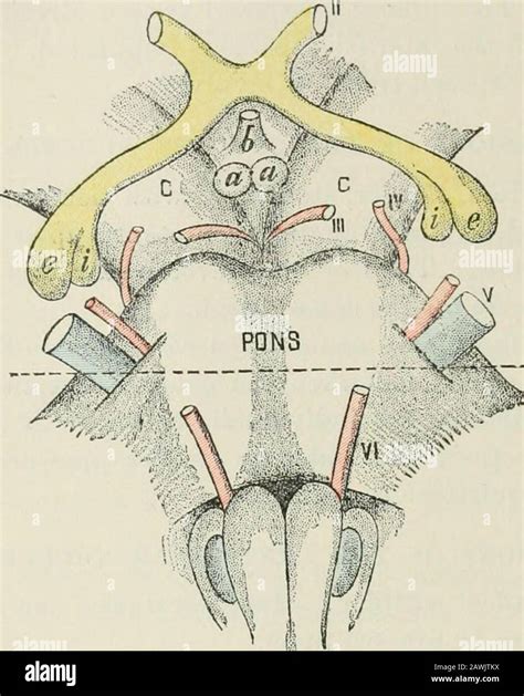 Lectures on nervous diseases from the standpoint of cerebral and spinal ...