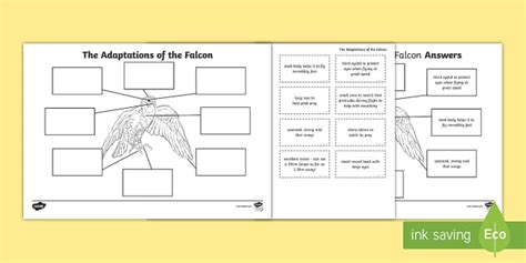 Falcon Labelling Task | Key Adaptation Worksheet & Answers