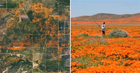NASA Satellite Images: California Wildflower Poppy Super Bloom Seen ...