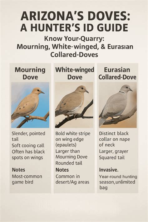 Arizona Dove Hunting Season: 2025 Dates, Limits and Info