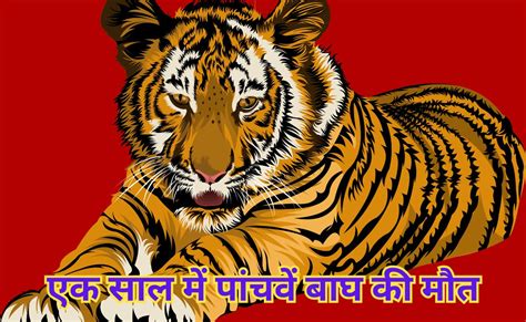 Tigress Found Dead: कान्हा टाइगर रिजर्व में मादा बाघ की मौत, दो पत्थरों ...