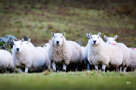 Cheviot Sheep | British Sheep Breeds Cheviot