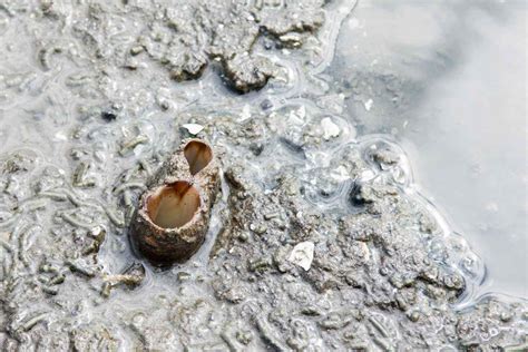 Image result for Geoduck Digging