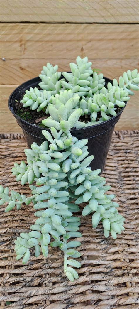 Donkeys Tail Sedum – The Plant Lady