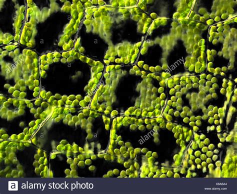 Plant Cells Microscope Stock Photos & Plant Cells Microscope Stock ...