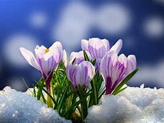 Image result for Spring Flowers in Snow Good Morning