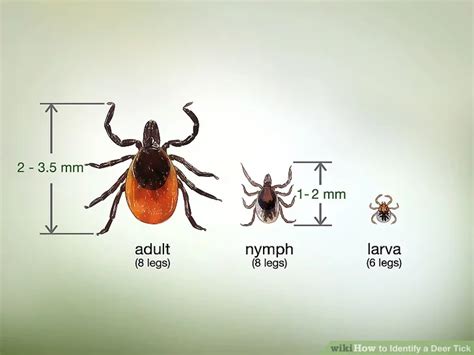 Image result for Embedded Deer Tick