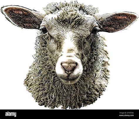 Sheep Head Drawing