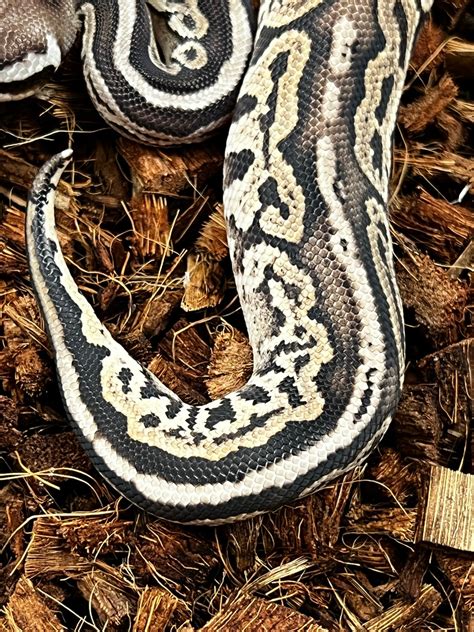 Green Ball Python 的图像结果