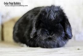 Image result for Holland Lop Rabbits Breed