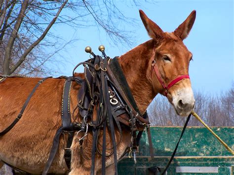 Image result for Mule 4 Foreach Example