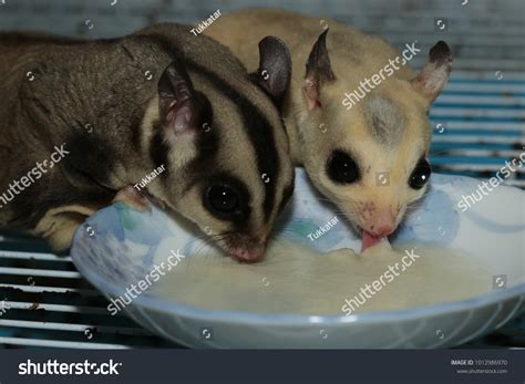 Petaurus Breviceps Sugar Glider Special Pet Stock Photo 1012986970 ...