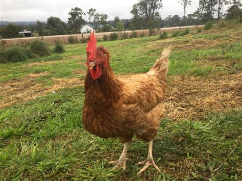 Hybrid For Sale | Chickens | Breed Information | Omlet