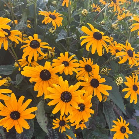 21 Best Yellow Perennials for Every Season - Heaven Gables